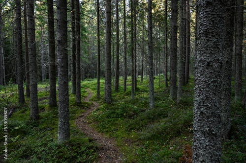 Path in the forest. Malax/Maalahti, Finland
