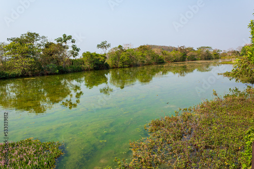 Pacu fish swimming in the lake in the wetland forest in Mato Grosso do Sul