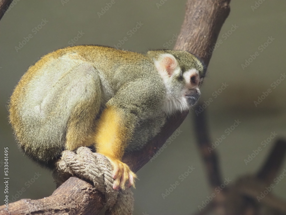 Obraz premium Common squirrel monkey