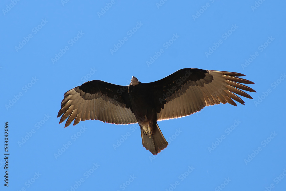 Obraz premium vulture in flight