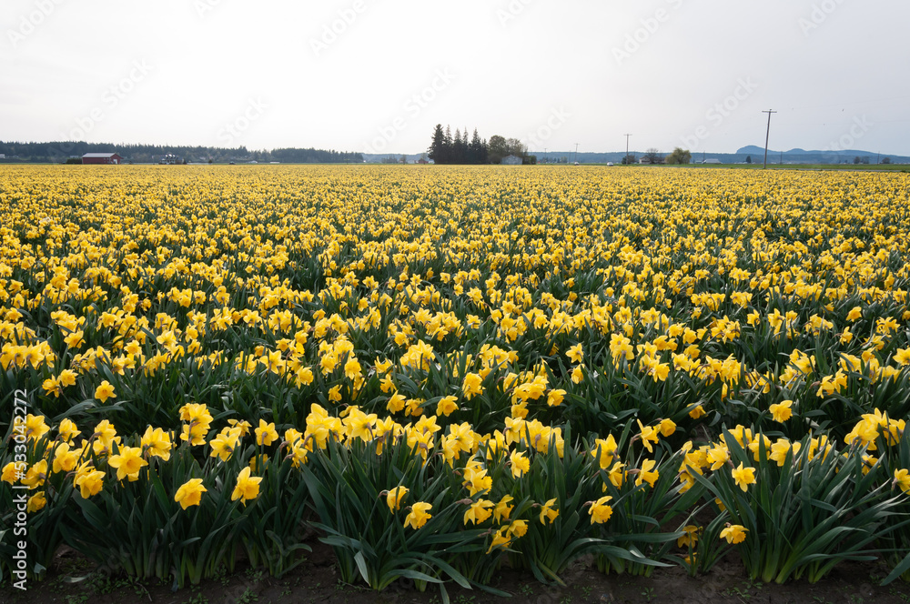 Yellow narcissus / daffodil flower field at the Skagit Valley, La Conner, USA