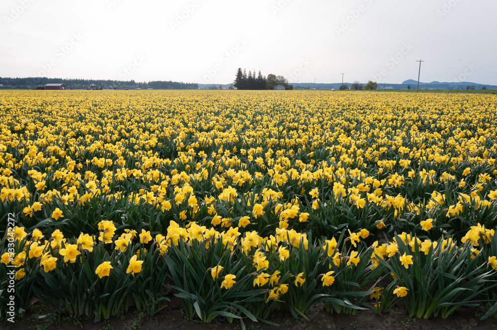 Fototapeta premium Yellow narcissus / daffodil flower field at the Skagit Valley, La Conner, USA