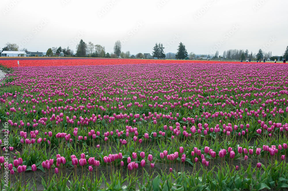 Rows of pink tulip field at the Skagit Valley Tulip Festival, La Conner, USA