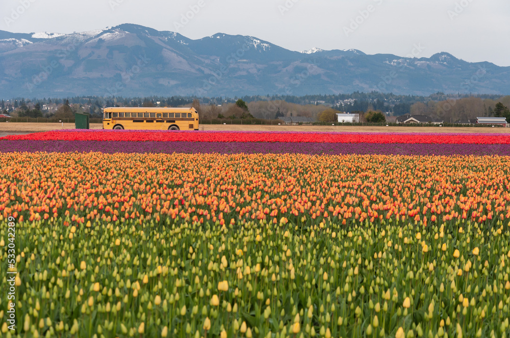 A school bus in the middle of colorful tulip fields at the Skagit Valley Tulip Festival, La Conner, USA