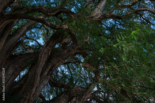 Sabin ancient tree at Santa Mar  a del Tule  Oaxaca  Mexico