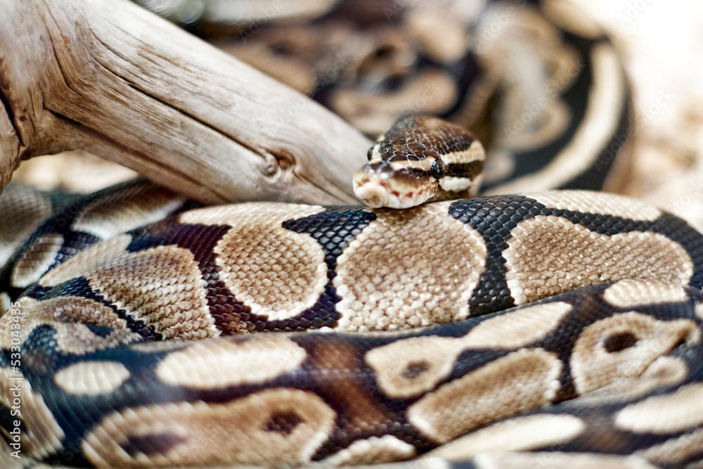 Obraz premium serpent python royale