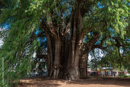 Sabin ancient tree at Santa María del Tule, Oaxaca, Mexico photo