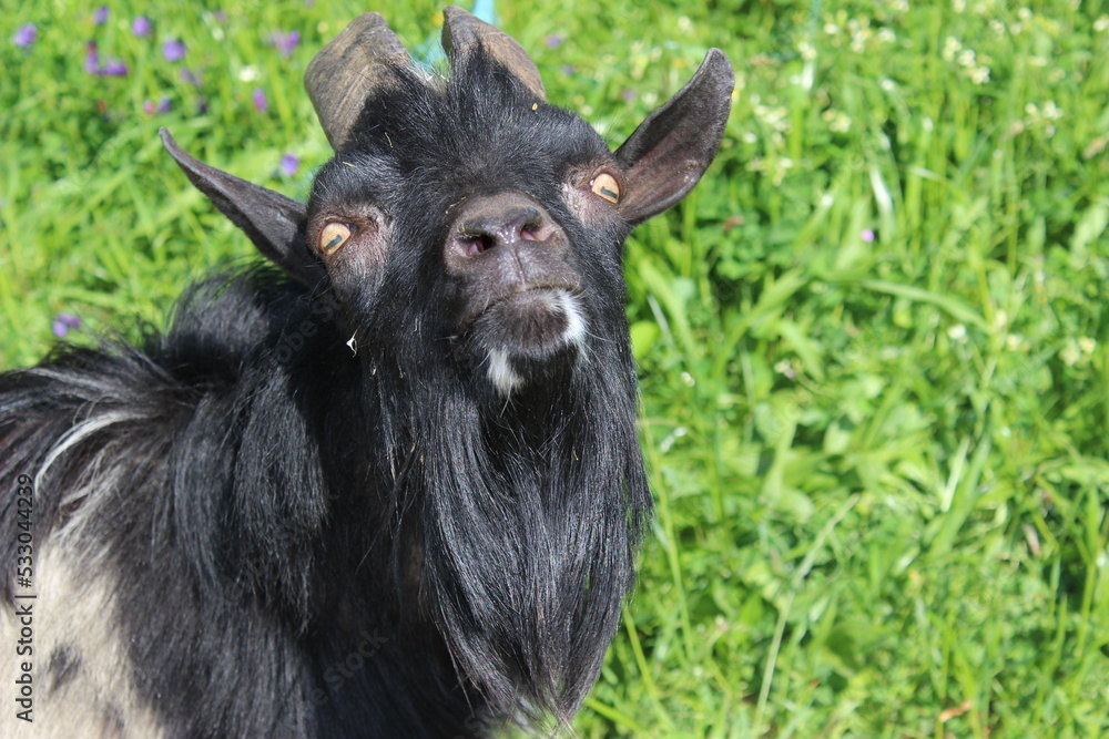 little goat in the middle of the green field