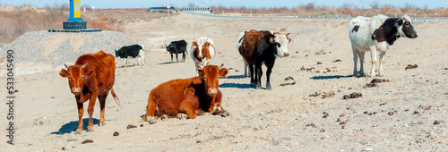 Herd of cows in the desert steppe of Central Asia. Search for food, famine and drought.
