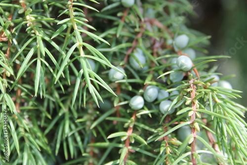 juniper
