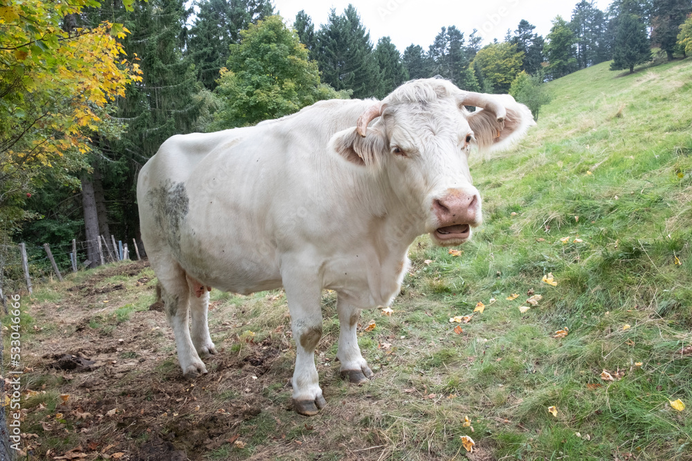 french milk cow at the green meadow at mountain petit Ballon in the Alsace region of France french milk cow at the green meadow at mountain petit Ballon in the Alsace region of France