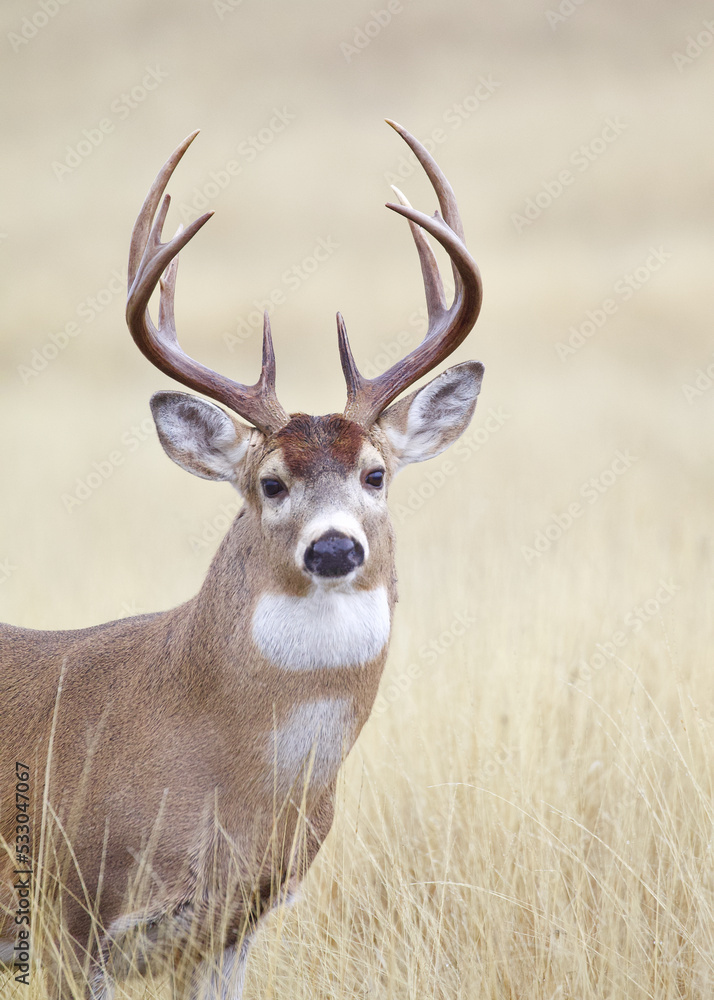 Whitetail Deer buck with white chest patch, detailed close up portrait Whitetail Deer buck with white chest patch, detailed close up portrait