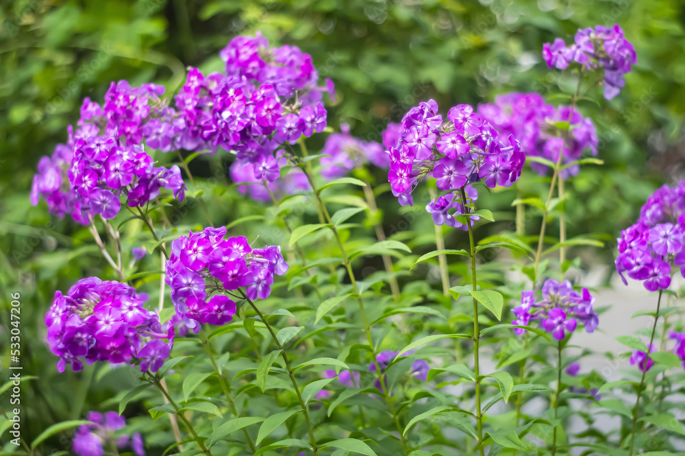 Garden Phlox. Pink and white color Summer Phloxes Phloxes Paniculate flower in a garden img Garden Phlox. Pink and white color Summer Phloxes Phloxes Paniculate flower in a garden img