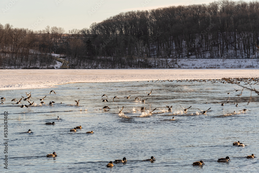 Ducks And Geese On Fox River At Kaukauna, Wisconsin, In January