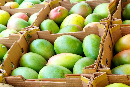 The king of fruits is mango