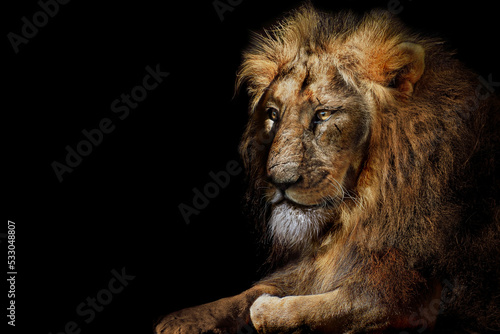 Lion king isolated   Portrait Wildlife animal