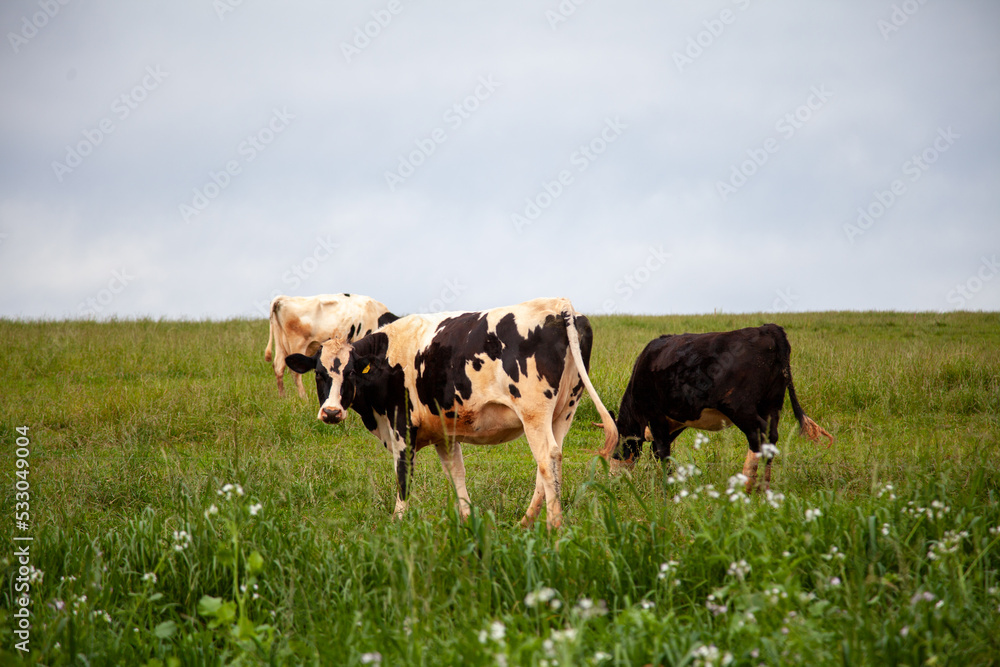 cows in a field