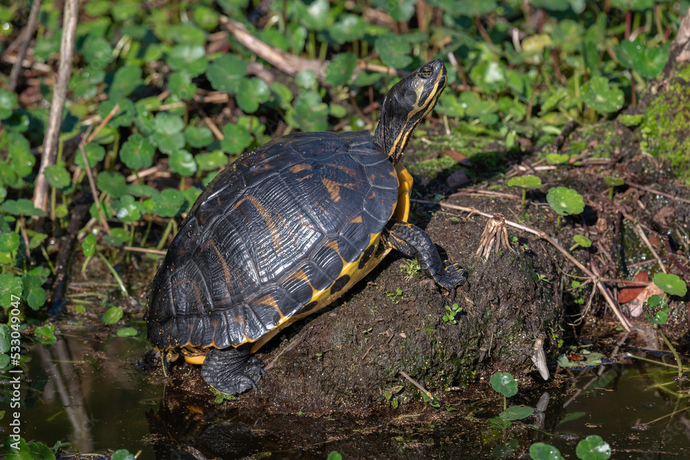 Yellow Bellied Slider Turtle basking in the sunshine Yellow Bellied Slider Turtle basking in the sunshine