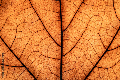 dry leaf macro texture