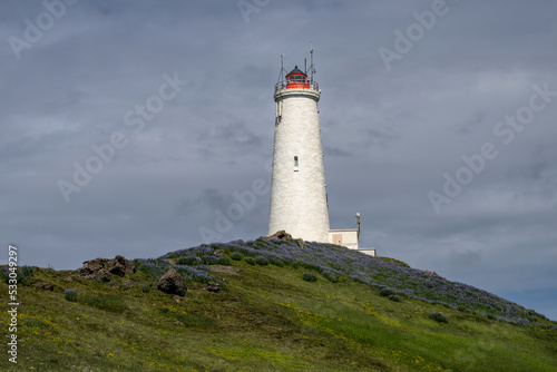 Reykjanes Lighthouse on a tall hill surrounded by lupine in Keflav  k  Iceland
