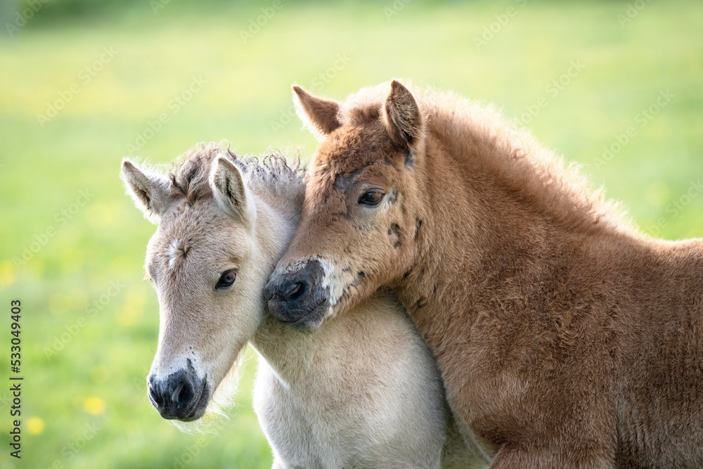 Two Icelandic foals nuzzling each other Two Icelandic foals nuzzling each other