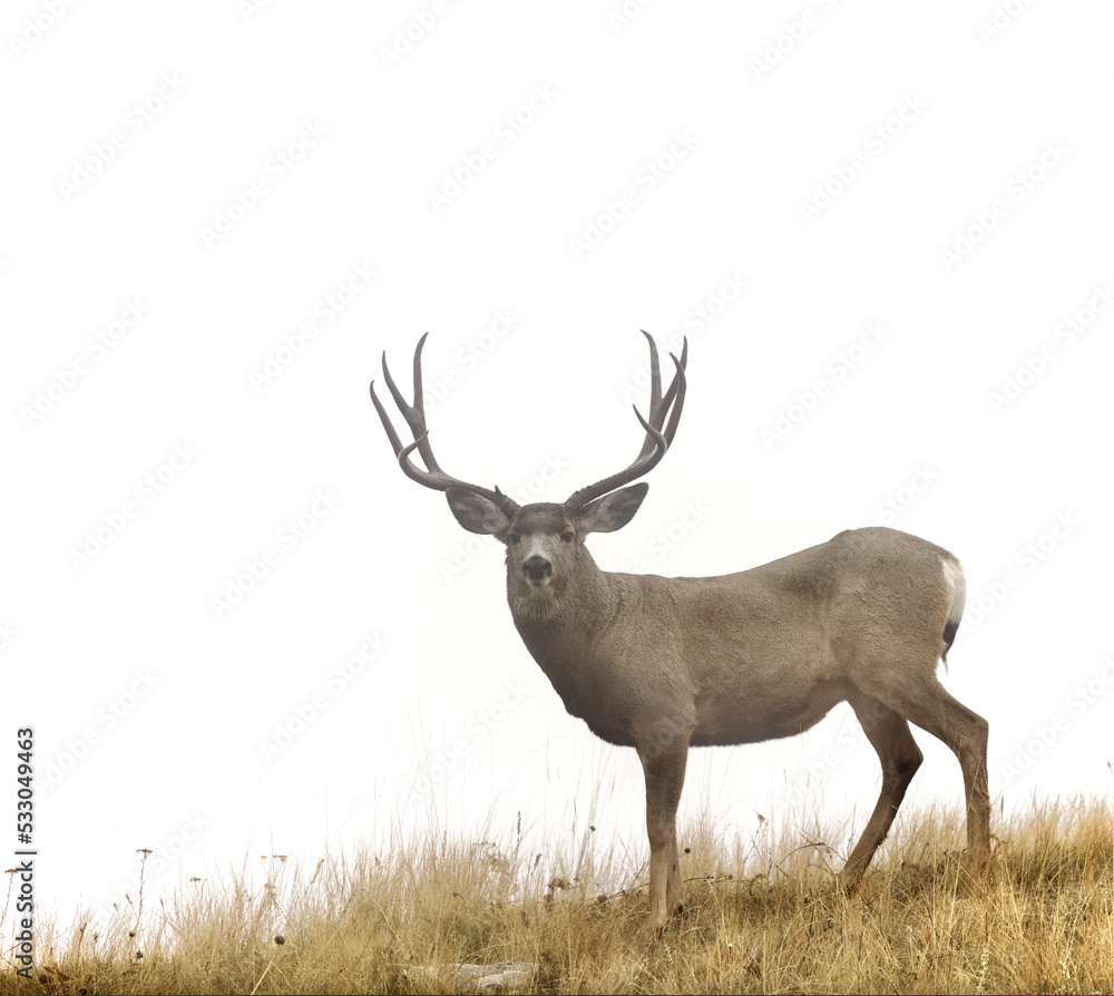 Mule Deer buck stands on a ridge top isolated against a plain white sky Mule Deer buck stands on a ridge top isolated against a plain white sky