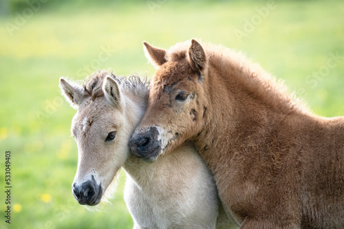 Two Icelandic foals nuzzling each other