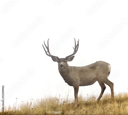 Mule Deer buck stands on a ridge top isolated against a plain white sky