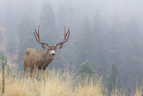 Mule Deer buck in meadow with evergreen forest habitat  behind him, shrouded in mist and fog