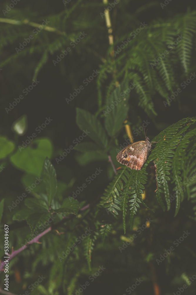 Butterfly Butterfly