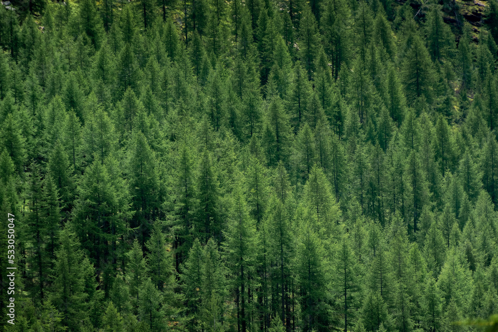 Obraz premium Pine forest in the mountains of the Italian Alps