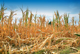 Dry corn fields due to drought