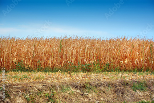 Dry corn fields due to drought