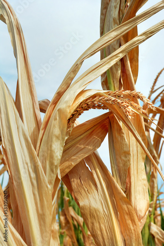 Dry corn fields due to drought