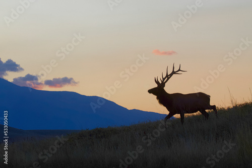 Rocky Mountain Elk walking on a ridge - silhouette at sunrise with mountains in the background, not photoshopped © tomreichner