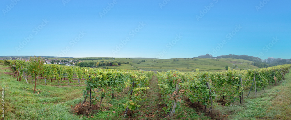 vineyard with ripe grapes in the Alsace region