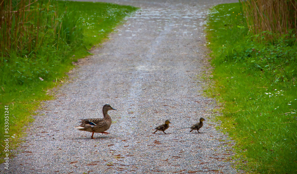 Mother duck walking with her two ducklings