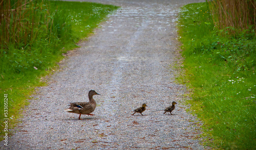 Obraz na płótnie Mother duck walking with her two ducklings w salonie