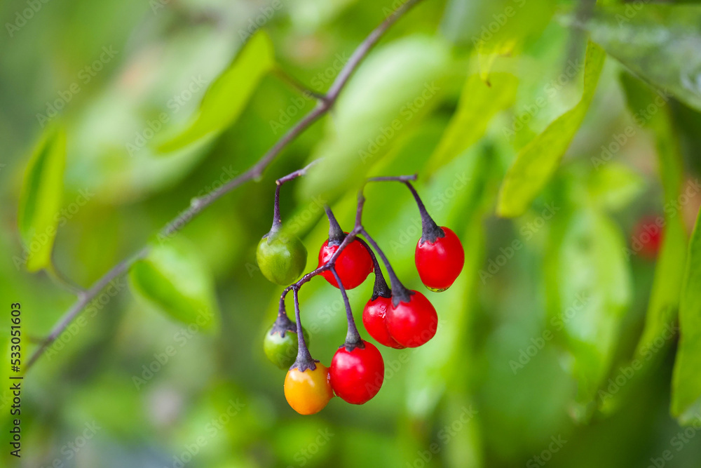 Bittersweet nightshade or Solanum dulcamara in the process of maturation with green yellow and red berries Bittersweet nightshade or Solanum dulcamara in the process of maturation with green yellow and red berries
