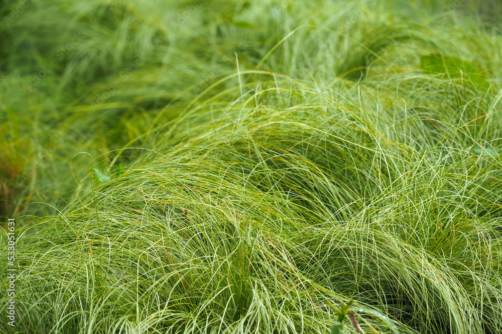 Carex praegracilis, North American sedge, field sedge, field sedge, or expressway sedge. Carex praegracilis green lawn, meadow-like plantings Carex praegracilis, North American sedge, field sedge, field sedge, or expressway sedge. Carex praegracilis green lawn, meadow-like plantings