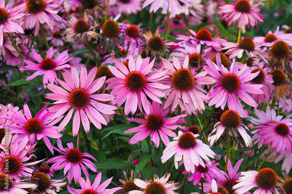 Fototapeta premium Echinacea Purpurea or purple coneflower flowers in garden