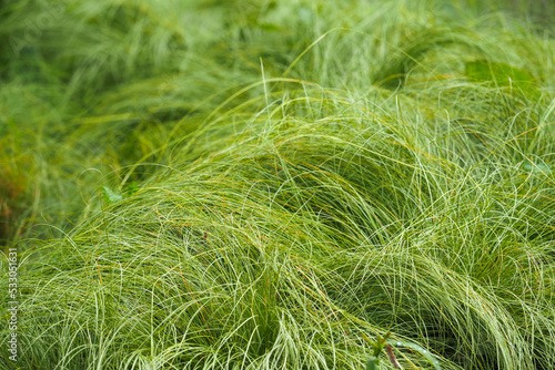 Carex praegracilis, North American sedge, field sedge, field sedge, or expressway sedge. Carex praegracilis green lawn, meadow-like plantings © ANGHI
