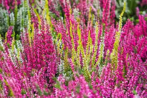 Heather flowers background. Calluna vulgaris or heather, white and pink flowers