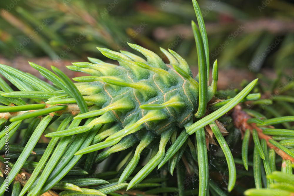 Gall on a spruce caused by the outgrowth of plant tissue. Gall on a spruce caused by the outgrowth of plant tissue.