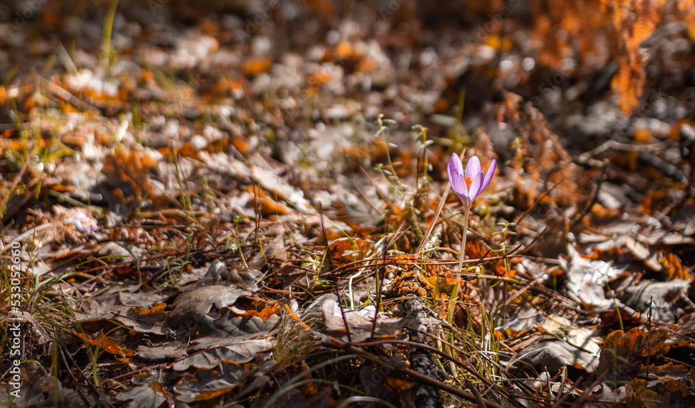 Autumn crocus on a autumn leaves background