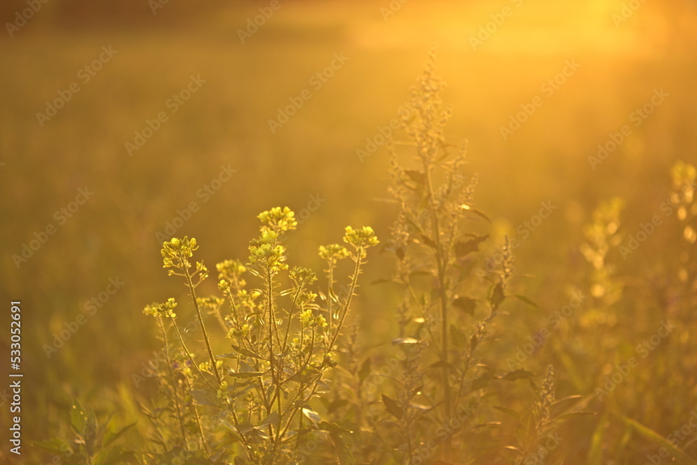 Rapeseed flower in blurred background at summer sunset Rapeseed flower in blurred background at summer sunset