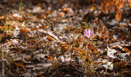 Autumn crocus on a autumn leaves background