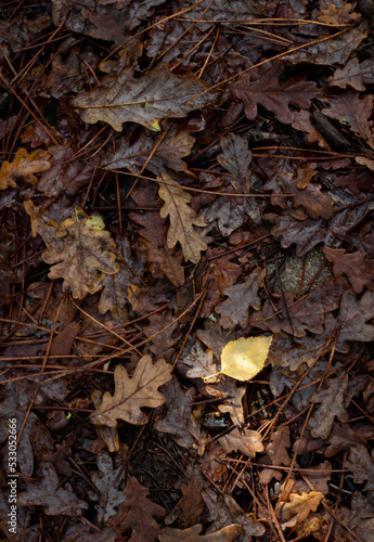 Wet autumn leaves background. Forest floor in autumn. wet leaves on the ground in autumn