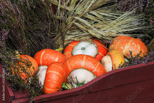 Pumpkins and heather in a wheelbarrow with a wheat ears. Autumn decoration photo