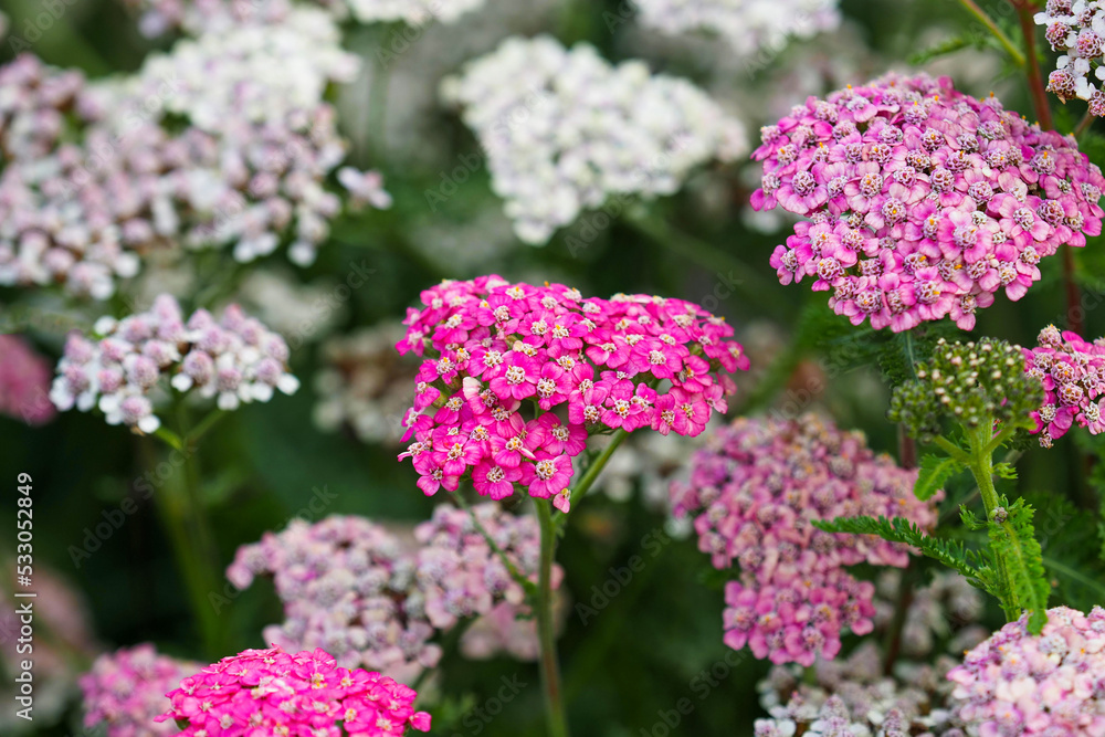 White and pink yarrows, Achillea millefolium, a showy perennial plant, growing in a garden White and pink yarrows, Achillea millefolium, a showy perennial plant, growing in a garden